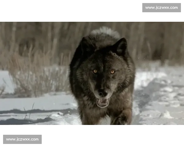 鏖战四节！华子率狼群逆转奏凯